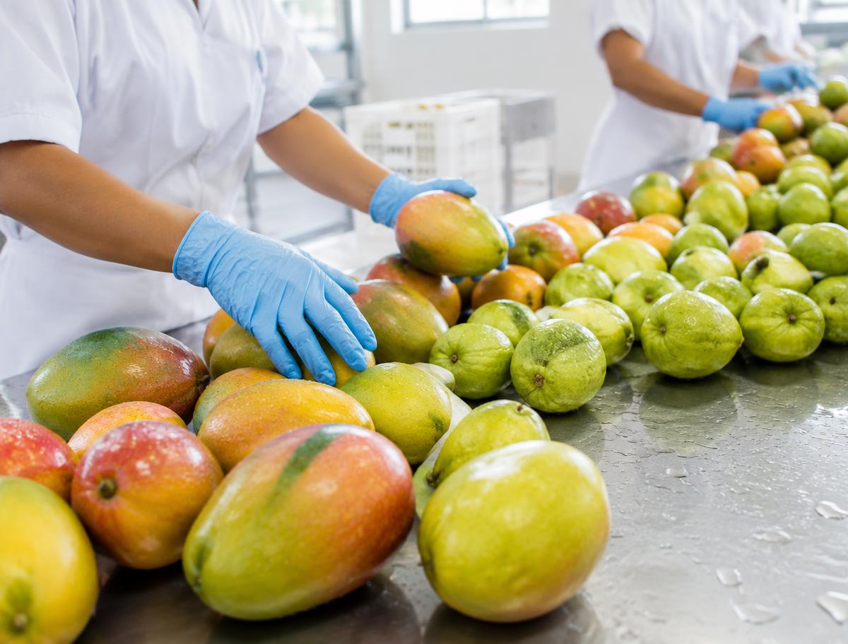 Fruit being sorted by hand in a clean processing area